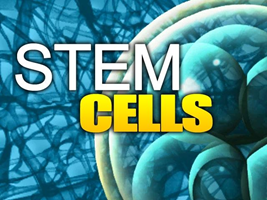 Fetal Tissue, Stem Cell Research, Embryonic Stem Cell, Adult Stem Cell, Pro-Choice, Pro-Life