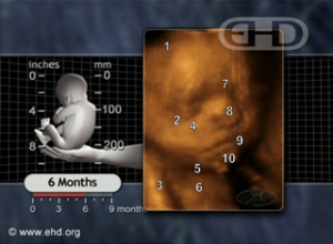 Fetus, Fetal, Development, Pregnancy, Abortion, Pro-Life, Pro-Choice, Weeks
